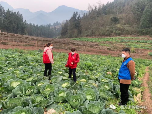 抗擊疫情丨一品萬多上門收購解決農民銷售難題，確保民生需求