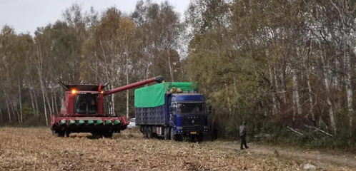 第二管理區超前謀劃穩步推進秋糧收獲與食品銷售同步走