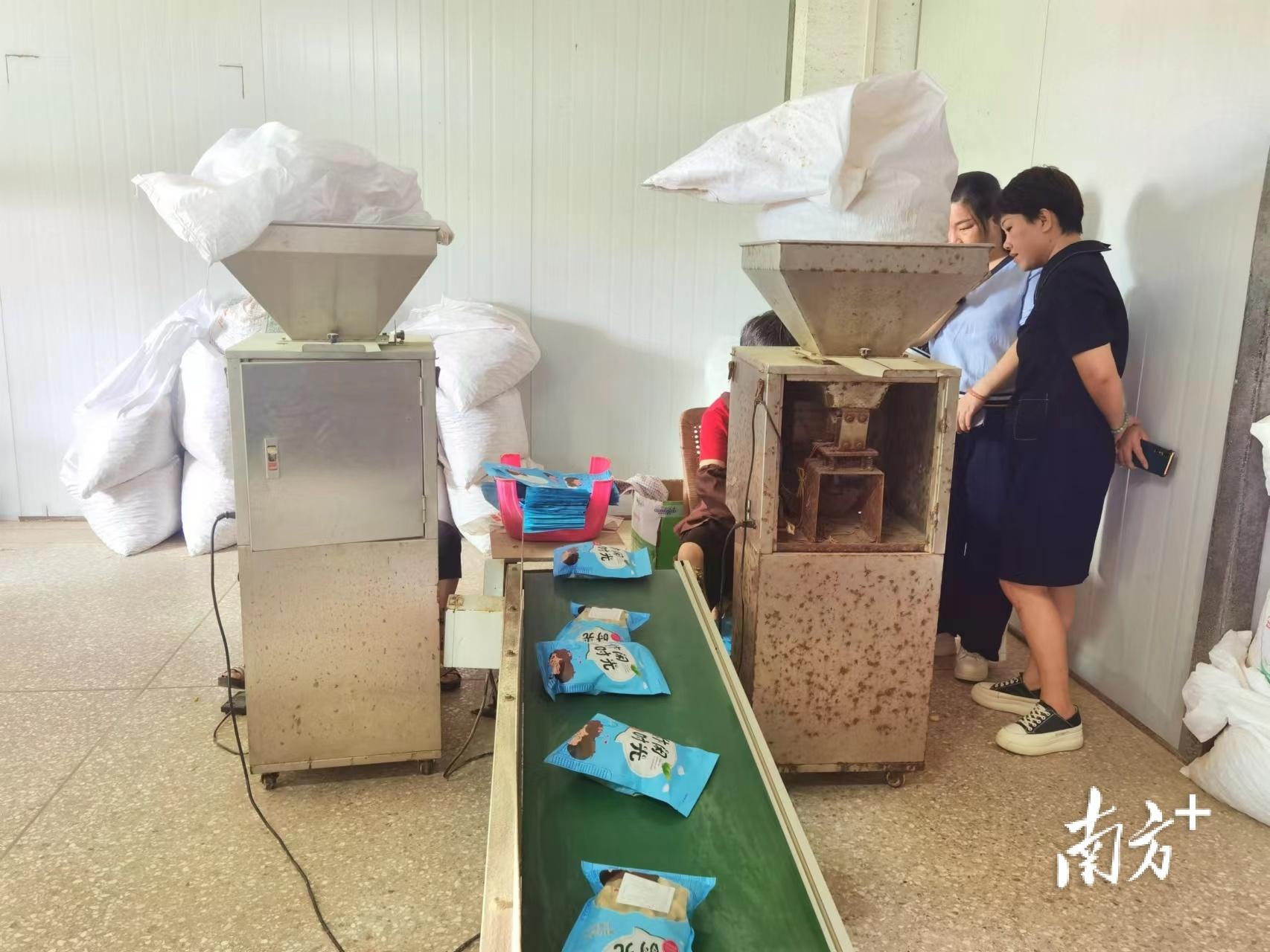 梅州興寧寧新街道 撂荒地長(zhǎng)出‘金豆子’，七彩花生種植帶來好‘錢’景