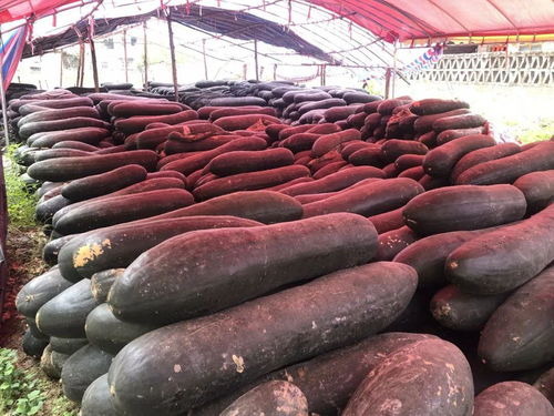 警徽閃耀在田野間 博白警官的脫貧攻堅(jiān)與農(nóng)產(chǎn)品代言之路