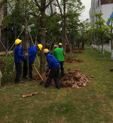 小區(qū)綠化養(yǎng)護(hù)中的林木類樹木選擇與種植指南